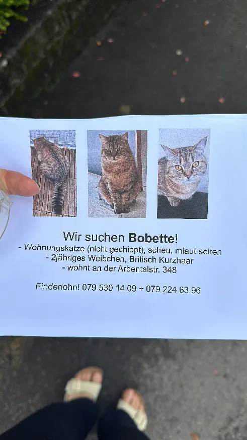 Chatte Perdue Bezirk Zürich Zürich - Bobette